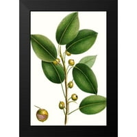 Nuttall, Thomas Black Modern Framed Museum Art Print, озаглавен - Cherry Fig Tree