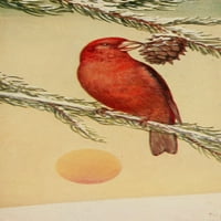 Диви птици червени кръстосани плакати отпечатък от F. S-Mathews