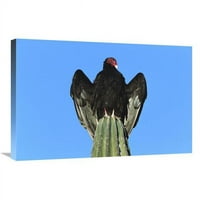 Глобална галерия в. Турция лешояд, кацнал на Кардон кактус, Сонора, Мексико Арт печат - Том Везо