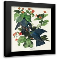 Audubon, John James Black Modern Famed Museum Art Print, озаглавен - Белоконосен гълъб