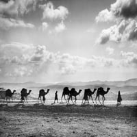 Йерусалим: Каравана, C1918. Na каравана от камили по протежение на планината маслини, Източен Йерусалим. Снимка, C1918. Печат на плакат от